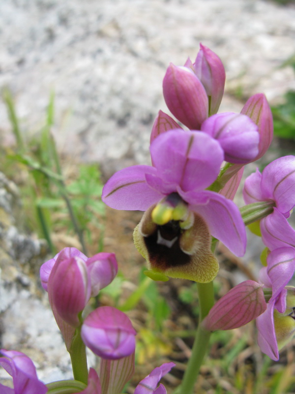 Ophrys tenthredenifera ?